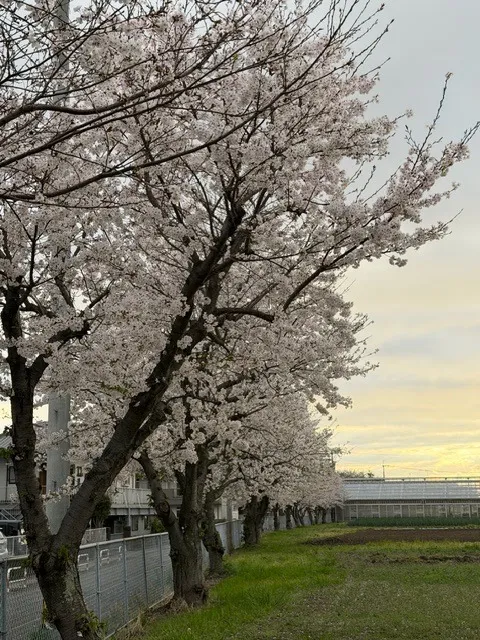 探偵 福岡|浮気調査、調査間における桜の時期